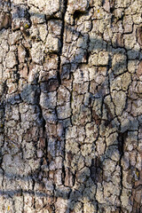bark of a tree