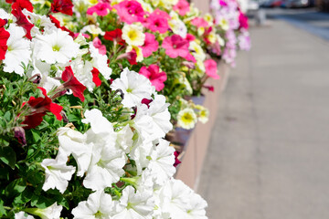 white petunias planted outside by the window. Street window decorations with flowers