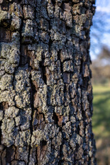 Fototapeta premium bark of a tree