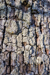 bark of a tree