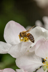 A bee pollinates an apple tree flower macro photography in springtime. A honey bee pollinates flowers with white petals close-up photo on a summer day.