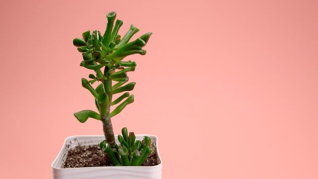 Incredible succulent Crassula gollum in a square pot on a pink background. The hand puts the flower on the background.