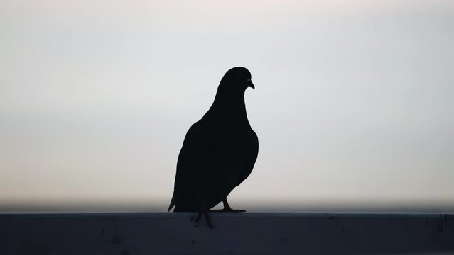 A pigeon sits on the parapet against the background of the evening sky at sunset. Close-up shooting of a bird