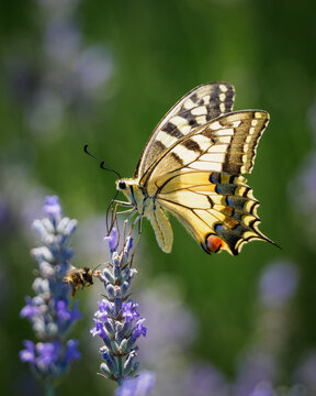 Swallowtail eating in a lavender field as a bumblebee approaches for a meal.