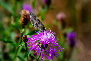 Macro shot of a Western Marbled White butterfly (Melanargia galathea) sitting on the pink blossom of a thistle.