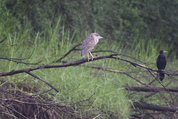 red backed shrike