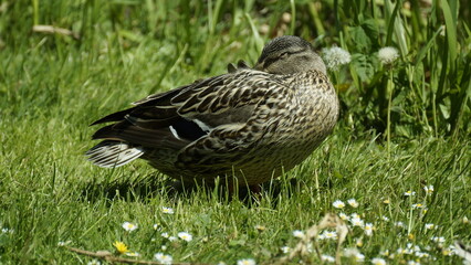 Wildente schläft im Gras