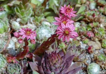 Close up of the delicate pink flowers of the succulent plant called Houseleek (Sempervivum) on individual tufts. Background similar ground cover. Selective focus. Landscape image, England - 514819738
