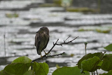 blue heron on a branch