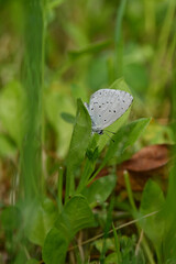 closeup the beautiful black white color butterfly hold and sitting on green grass plant in the farm soft focus natural green brown background .