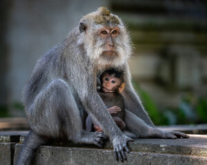 mother and child macaque