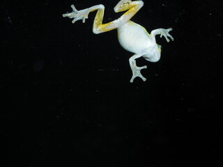 Obraz na płótnie Canvas Frog jumping at night