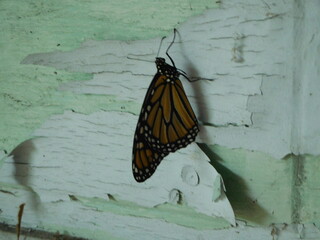 butterfly on a wall