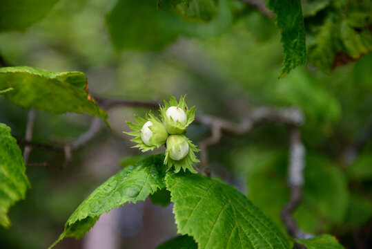 beautiful hazelnuts on a sunny midsummer day