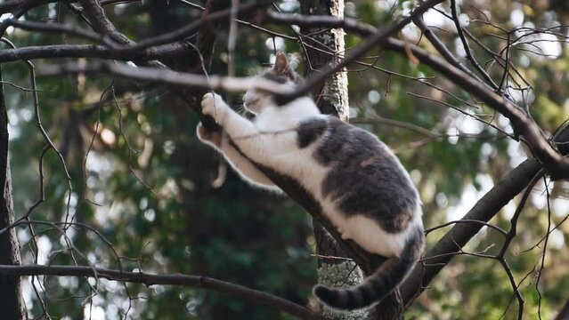 The cat sits on a high tree and scratches the branches of the tree with its claws.