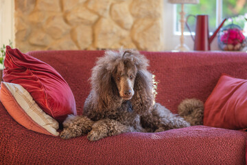 Big royal standard poodle lying on a sofa indoor