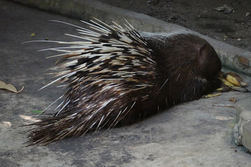 Close up Malayan Porcupine