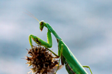 Mantis on the background of the blue sky. Ukraine. Kinburn spit