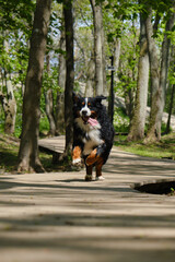 dog in spring flowers