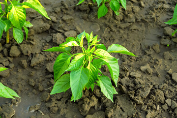 young pepper bushes grow on a bed on a vegetable farm in the setting sun. vegetable cultivation concept