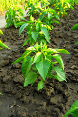 young pepper bushes grow on a bed on a vegetable farm in the setting sun. vegetable cultivation concept