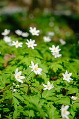 flowers on lawn