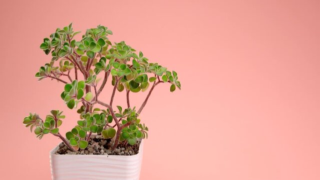 Incredible Aichryson succulent in a square pot on a pink background. The hand puts the flower on the background.