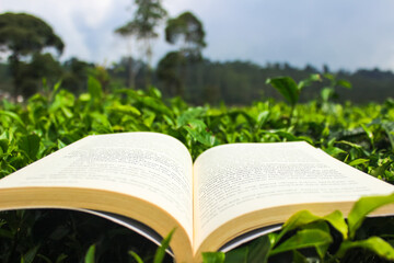 Open Book is placed on a Tea Leaves