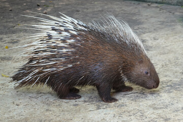 Close up Malayan Porcupine