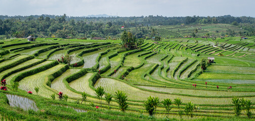 rice terrace