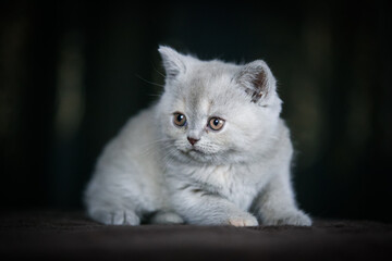 British shorthair cat posing inside. Beautiful kitty