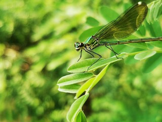 Dragonfly insect. Dragonfly sits on a branch close to river