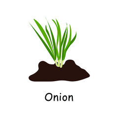 Onion in the ground, vector drawing. Isolated onion plant . Herbal illustration. Garden plant in flat style. Illustration on white isolated background.