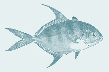 Blue trevally carangoides ferdau, marine food fish in side view