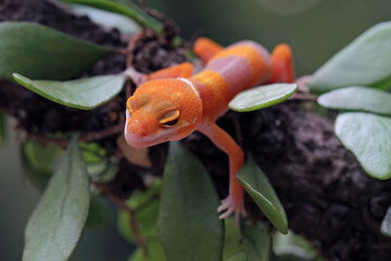 Baby leopard gecko lizard on branch , eublepharis macularius
