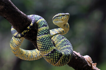 wagleri pit viper snakes on branch, tropidolaemus wagleri