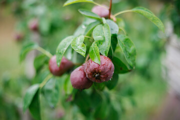 Immature burgundy organic pears on tree branches in an orchard, close-up view. Cultivation of agricultural plants, fresh fruits. The concept of agribusiness and food production.