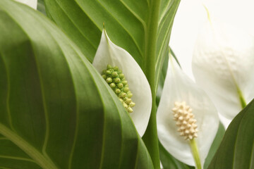 Spathiphyllum flower bud with green leaf nature background. Selective soft focus..