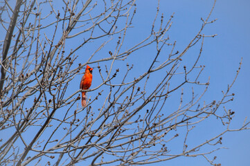 Cardinal In The Spring Tree