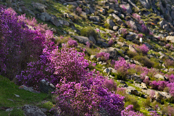 Russia. South of Western Siberia. Blooming maralnik (rhododendron) on the rocks of the Altai Mountains is a grandiose spring festival, which tourists from all over Russia seek to visit.