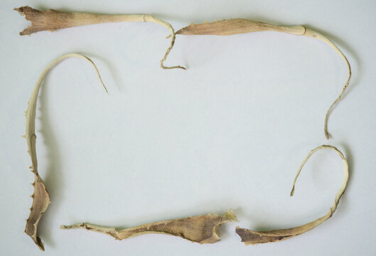 dry aloe leaves arranged in a composition on a white background with free space for text, a few dried, rolled up pieces of leaves sticking out of the corner, the art of arranging