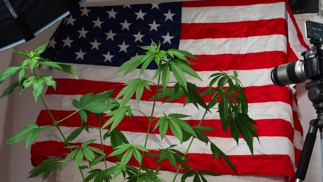 Medical cannabis marijuana plant. Leaves hemp sativa American flag background
