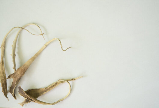 dry aloe leaves arranged in a composition on a white background with free space for text, a few dried, rolled up pieces of leaves sticking out of the corner, the art of arranging