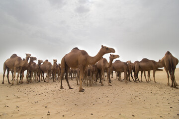 A farming area for Camel from the outskirt of Jeddah town, Saudi Arabia