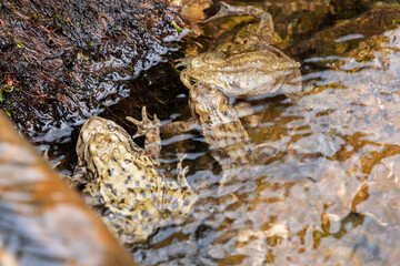 Mating frogs in a small lake in the alps in spring time