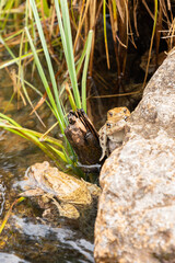 Mating frogs in a small lake in the alps in spring time