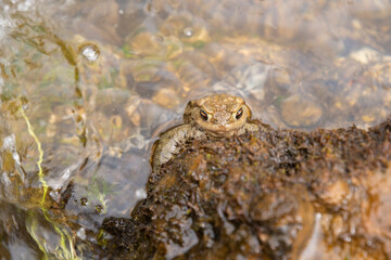 Mating frogs in a small lake in the alps in spring time