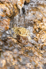 Mating frogs in a small lake in the alps in spring time