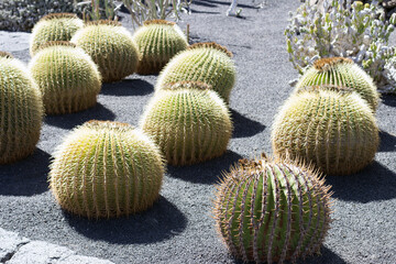 Cactus garden, Lanzarote, Canary Islands, Spain.