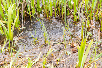 Frog spawn in an alpine lake near Alt Saint Johann in Switzerland